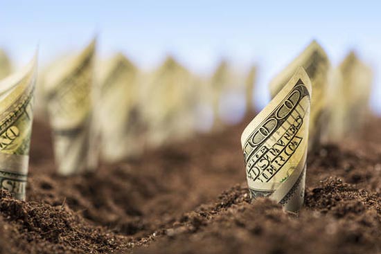 Planting Your Money